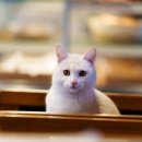 가배스토리 이미지