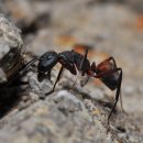 개미환경자원 이미지