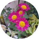 사군자어린이집 | 한시) 본래 나는 세속 밖의 뜻과 잘 맞아 - 갈암 이현일, 국화 한시