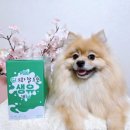 리틀포우 이미지