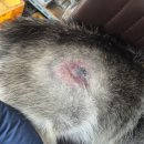 창원메디컬동물병원 | 산책중 진돗개 교상 후기(+창원 유니온메디컬센터, 진주 튼튼동물병원)