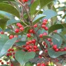 열매이야기 이미지