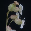 알프스장 이미지