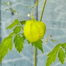 롯데리아반석 이미지