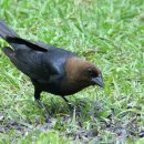 갈색머리흑조 [Brown-headed cowbird (Molothrus ater)] 이미지