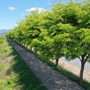 느티나무 이미지