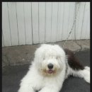 멍멍이PC 네이버블로그
