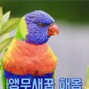 앵무새 이미지