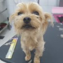 개멋지냥 이미지