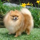 멍 삼촌 이미지