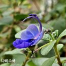 청보라정원 이미지
