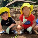 👩🏻‍🌾쁘띠농부- 배추 모종 심기🧑🏻‍🌾 이미지