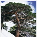 [전세준] 고향을 잃어버린 소나무 - 제6회 아름다운글 문학상 수상작품- 이미지