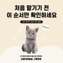 이층집고양이 | 상도동 고양이미용실, 처음 맡기기 전 이 순서대로 확인하세요!