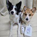 순수진돗개 | (섬유유연제 추천)아르퓨레 퓨비아 섬유유연제 사용후기