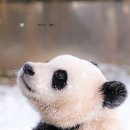 바오 이미지