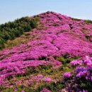 봉화산 Daum카페