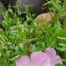 에그리나 이미지