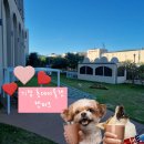 펫아울렛 | 기장 롯데 동부산 아울렛 펫파크 오픈 다녀온 후기!