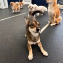 프리독스 이미지