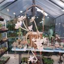 호야네 다육이 이미지