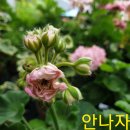 자넷