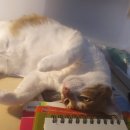 Healthy Cat Daum카페