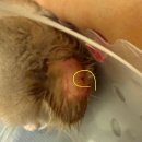 24시 청담우리 동물병원 | [내돈내산] '24시청담우리동물병원' 보리 왼쪽 귀 재진료받다