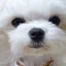 미소펫 이미지