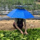 그늘막74 이미지