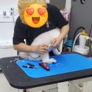 용황애견 이미지