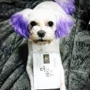 빨간코 이미지
