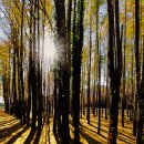 도리마을 숲 이미지