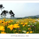 소나무가 있는 풍경 이미지