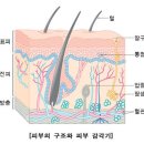 방학진도) [★] 코와 혀 그리고 피부 이미지