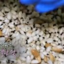 내고향 옛날과자 이미지