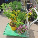 진산화훼 이미지