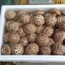 선우농장2 이미지