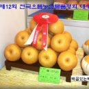 배꼽있는배 농원