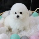 호야펫 구리점 이미지