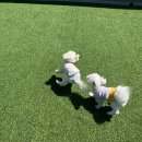 댕스히얼 이미지