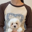 청담펫츠 이미지