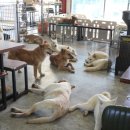 너와함개냥 이미지