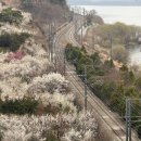원동역 | 원동역 매화 여행 후기 기차와 매화가 만나는 사진 명소, 감성 가득한 봄 여행지