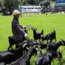 남원흑염소 이미지