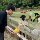 알파카 | 제주 애월 가볼만한곳 도치돌 알파카목장 | 알파카 먹이주기 데이트 후기