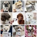 와이펫 | 강아지 고양이 반려동물등록증 발급, 와이펫 펫민증으로 업그레이드하기