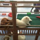 대구애견조류원 이미지