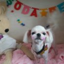 개 이쁘개 이미지