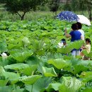 다도예절+꽃차 만들기 이미지